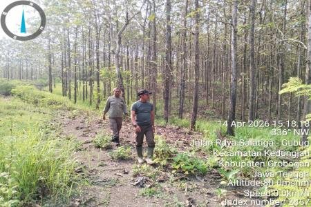 Patroli Bersama Perhutani BKPH Kedungjati dan POLMOB KPH Semarang di P