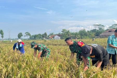 Panen Raya Bersama TMMD Dari B