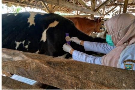 Jelang Idul Adha Dispernakan KBB Siapk
