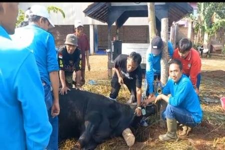 Lintang Astha Gelar Penyembelihan Hewa