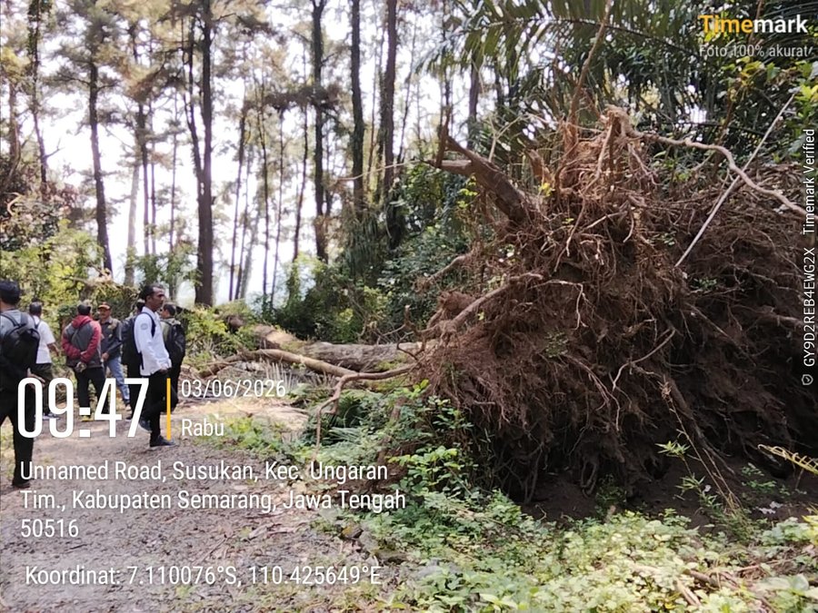 astikan Kondisi Aman, Perhutani KPH Semarang Lakukan Pengecekan Pohon Tumbang di Kawasan Wisata Jate