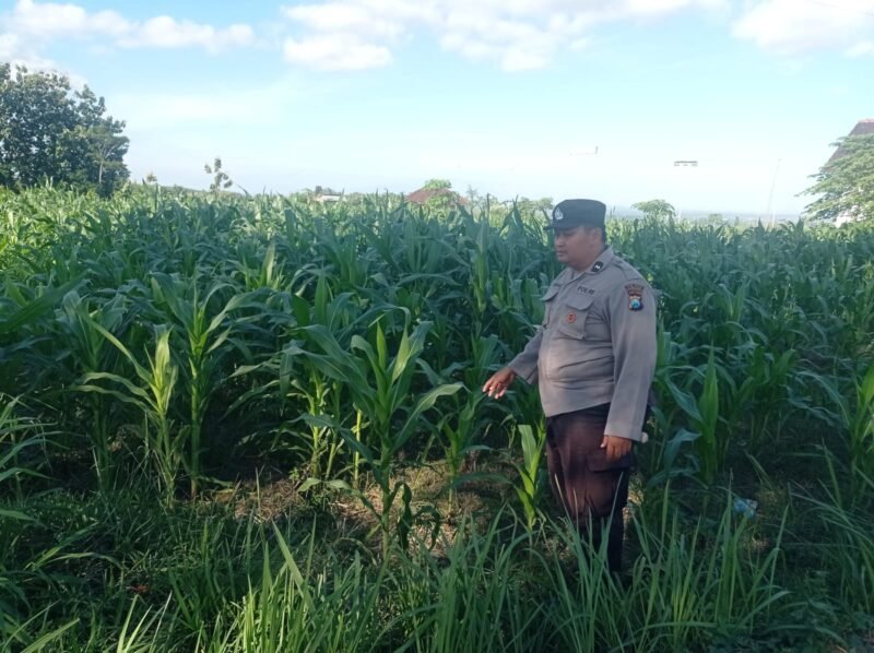 Bhabinkamtibmas Desa Dono Kecamatan Sendang mengawal penanaman Jagung 