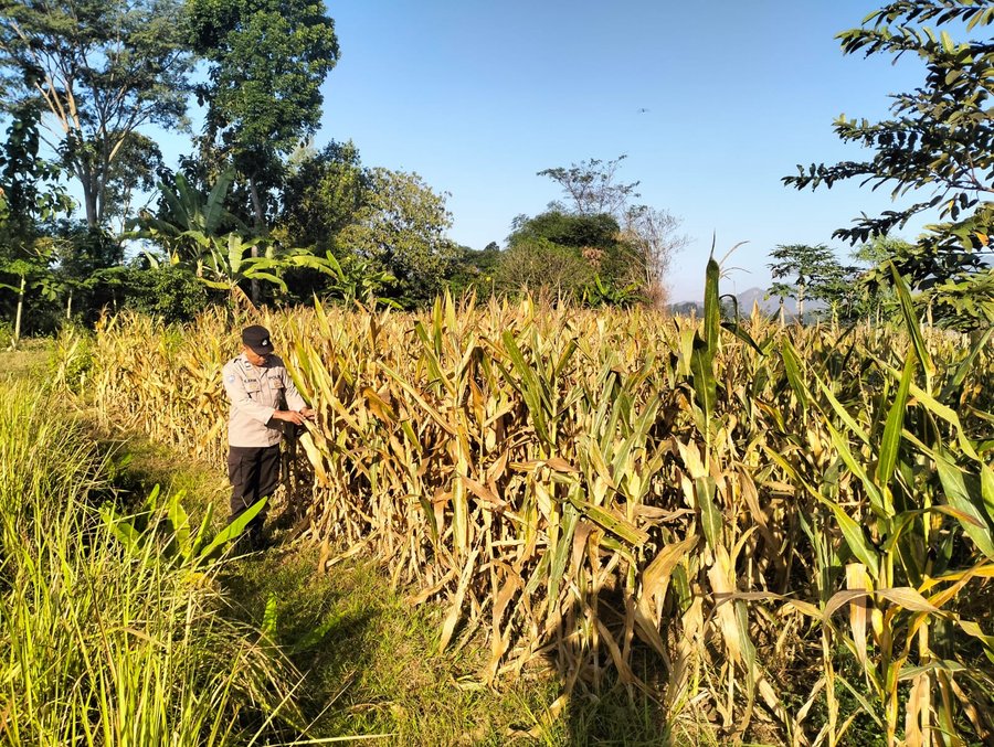 Demi menjaga hubungan Lebih Dekat dengan Petani kanit binmas polsek gondang terjun ke lapangan