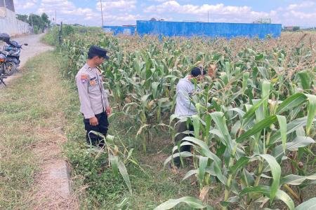 Bhabinkamtibmas Desa Boro Aktif Dampingi Petani Jagung Dukung Program 