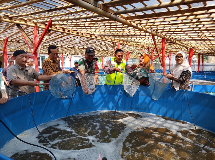 Panen Raya Ikan Nila BUMDes Sida Mukti Penaruban Perkuat Ketahanan Pangan Desa