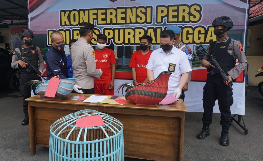 Polres Purbalingga Gerebek Judi Sabung Ayam, Delapan Orang Diamankan S