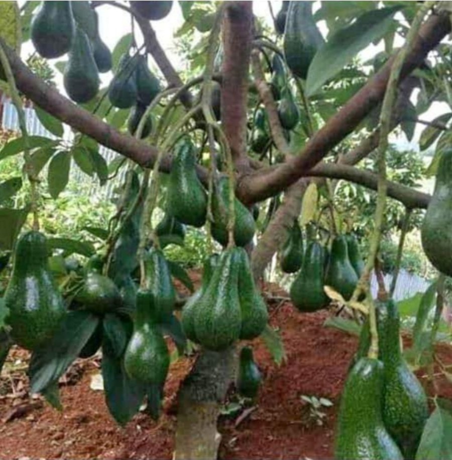 Lima Manfaat Biji Alpukat Buat Kesehatan