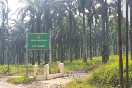 Pengelolaan Lahan HGU PT PN VIII Diduga Labrak Perda FPMI Desa Pemkab 