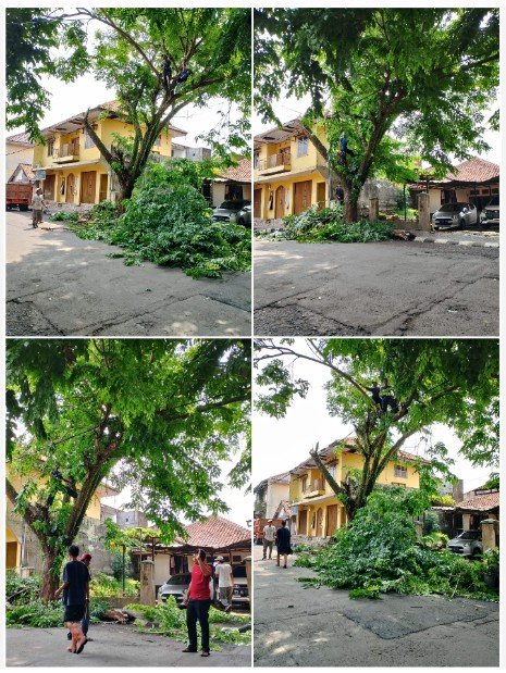 Dinas Lingkungan Hidup Kabupaten Lebak Lakukan Pemangkasan Pohon Di Ja