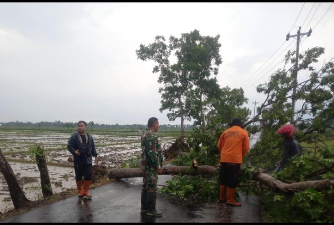 Pohon Tumbang Tutup Jalan, Babinsa Kemangkon Turun Tangan
