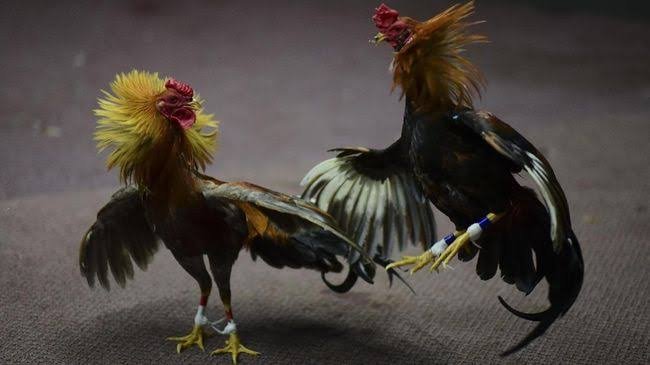 Perjudian Sabung Ayam Dan Dadu Kopyok Di Desa Sumberrejo Kecamatan Ngu