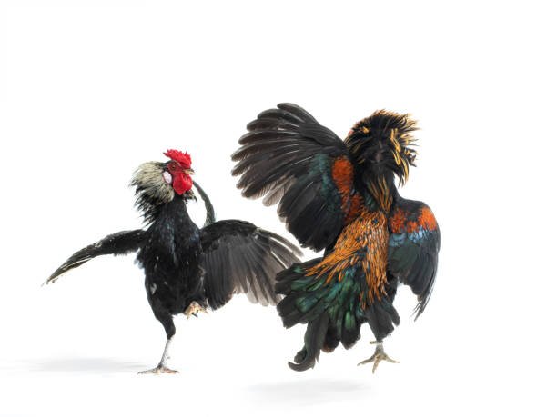 Arena Perjudian Sabung Ayam Di Kabupaten Nganjuk Bebas Beroperasi. Aph