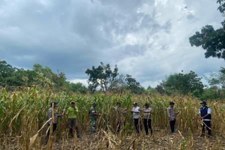 Polsek Sapudi dan Koramil Monitoring Tanaman Jagung di Desa Prambanan 