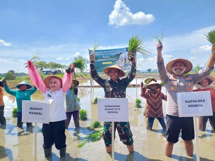Kendal Gelar Gerakan Menanam Padi Serentak Untuk Kuatkan Ketahanan Pan