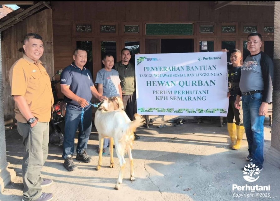 Perhutani Salurkan Bantuan Tjsl Hewan Qurban Kepada Masyarakat Sekitar