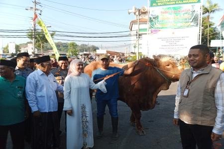 Bupati Kendal Salurkan Sapi Kurban Simental 1 Ton dari Presiden Prabow