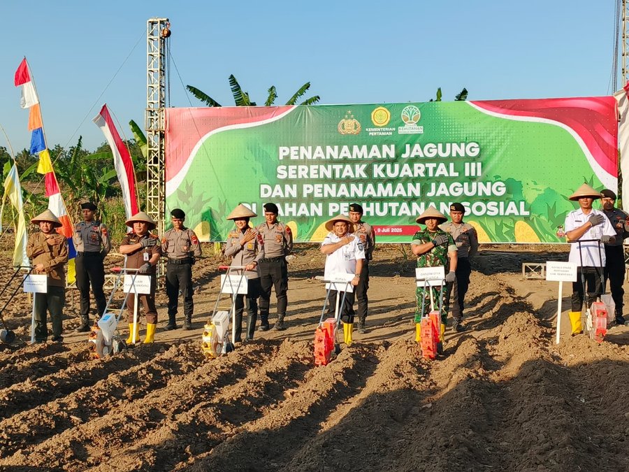 Perhutani Dukung Penanaman Jagung Serentak Kuartal Iii Di Semarang