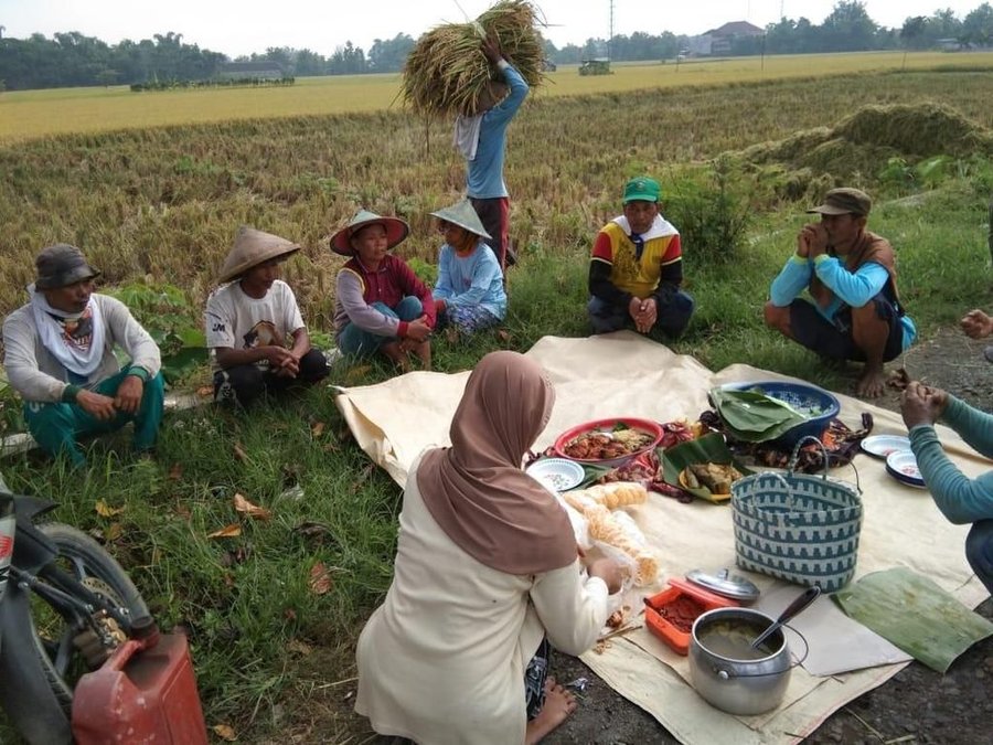 Tradisi Mimiti Sebelum Panen Padi