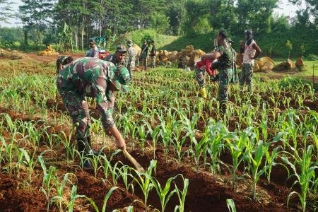 Sulap Lahan Tidur Untuk Ketahanan Pangan Kodim Batang Tanam Jagung dan