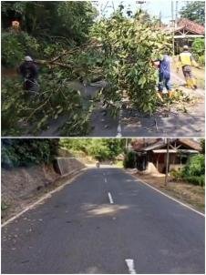 Dpupr Uptdpjj Lebak Bergerak Cepat Tangani Pohon Tumbang Di Jalan Baya