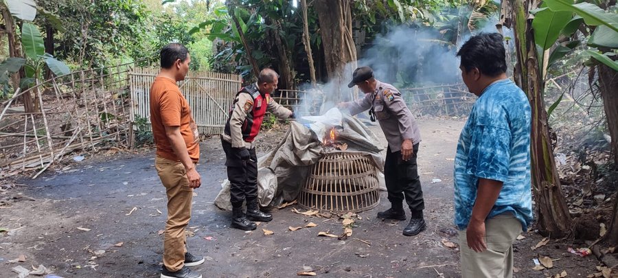Tindaklanjuti Laporan Warga Polisi Bongkar Arena Sabung Ayam Di Sidoar