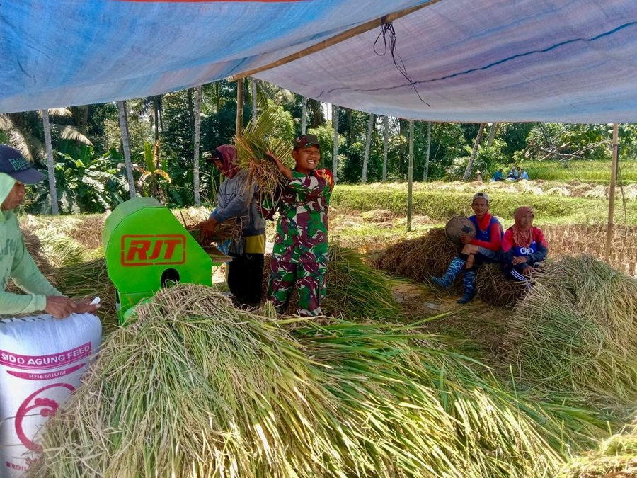Bulir Padi Pilar Negeri, Sinergi Babinsa Dan Petani Karangrejo Jaga Ke