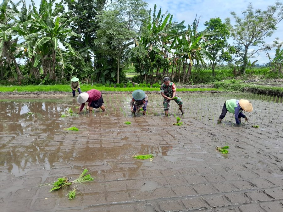 Babinsa Ngoran Dampingi Kelompok Tani Berkah Tani Dalam Penanaman Padi