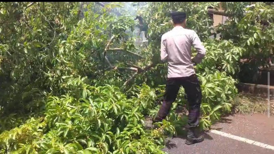 Polres Sumenep Respon Cepat Atasi Pohon Tumbang Di Lenteng, Arus Lalu 