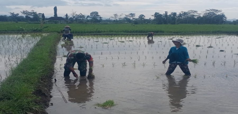 Dukung Ketahanan Pangan Nasional Serda Dedy Awang Dampingi Penanaman P