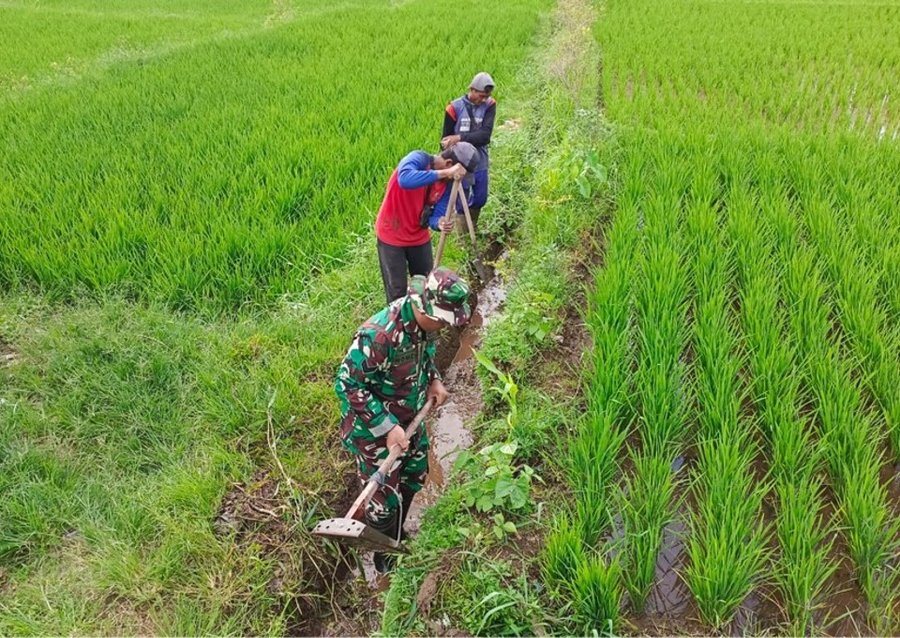 Guna Optimalkan Produksi Padi, Babinsa Dan Petani Resapombo Sinergi Be