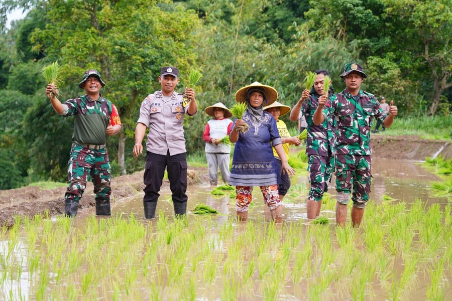 Satgas Tmmd Ke 127 Bersama Warga Laksanakan Penanaman Padi Dukung Keta