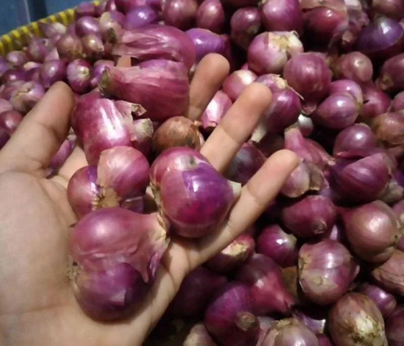 Petani Bawang Merah Kendal Menjerit, Harga Panen Jatuh Drastis Saat Mu